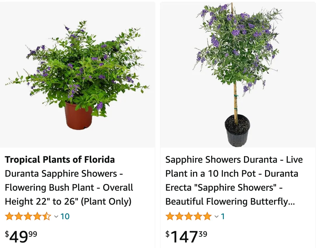 Duranta Sapphire Showers | Monsteraholic