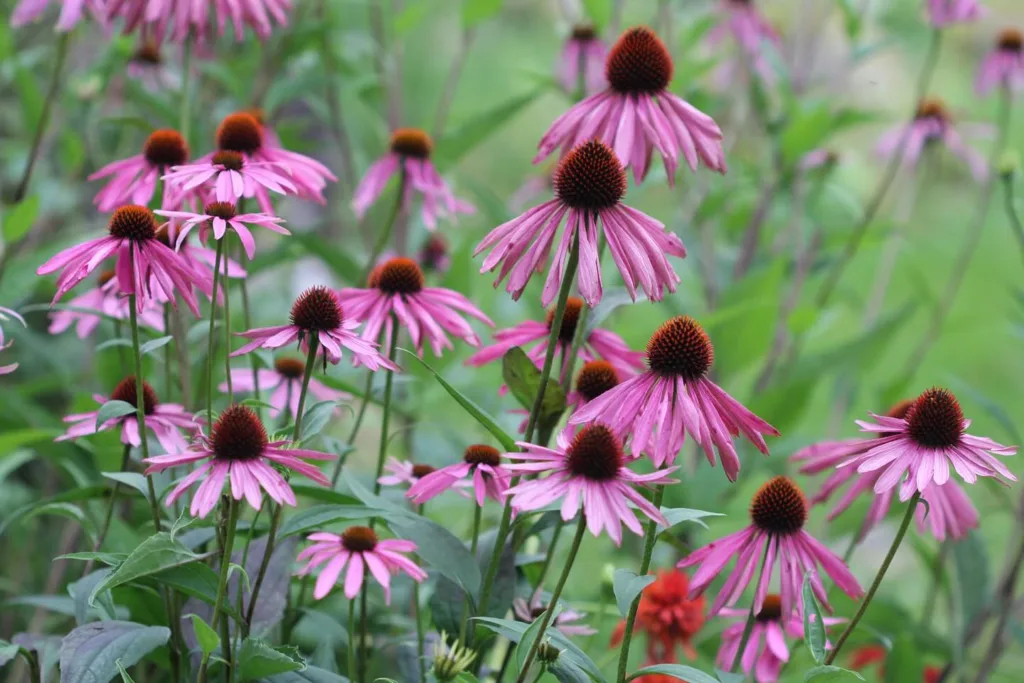 Echinacea Purpurea