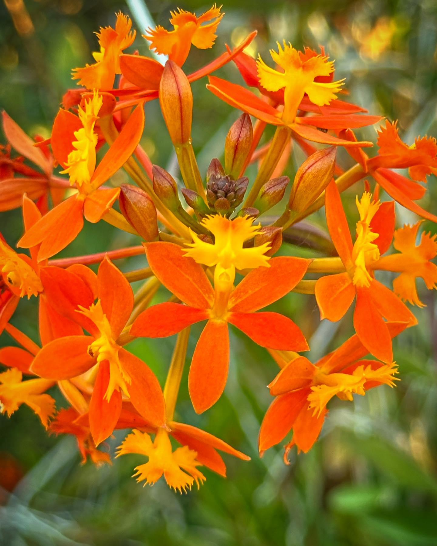 Epidendrum Radicans