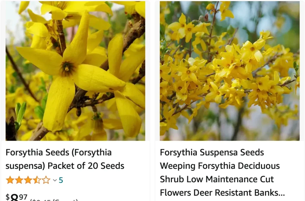 Forsythia Suspensa | Monsteraholic