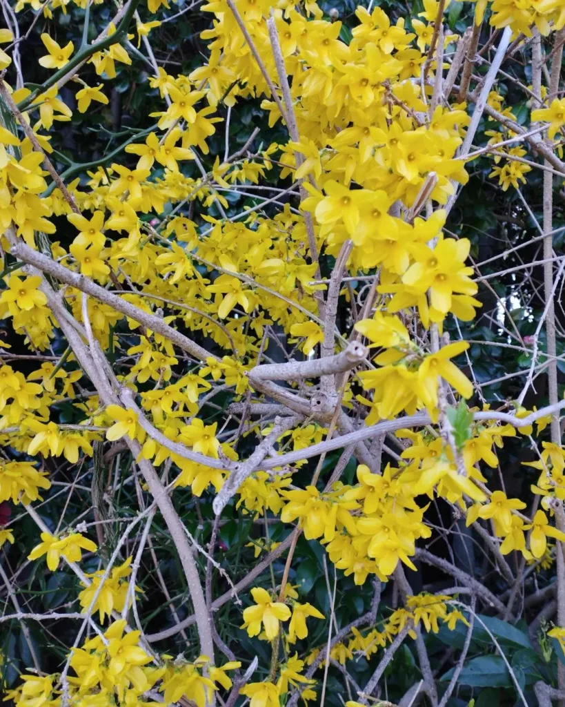 Forsythia Suspensa