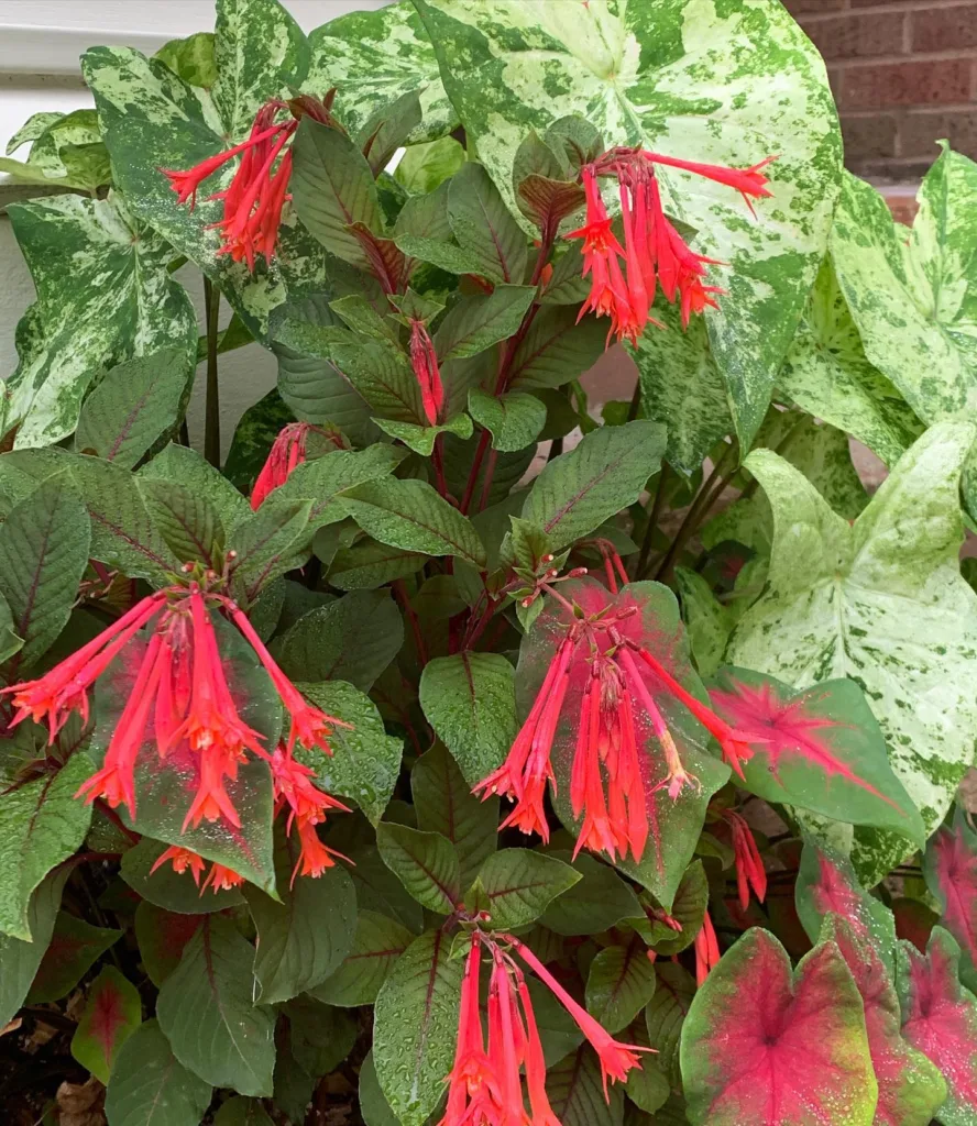 Fuchsia Gartenmeister