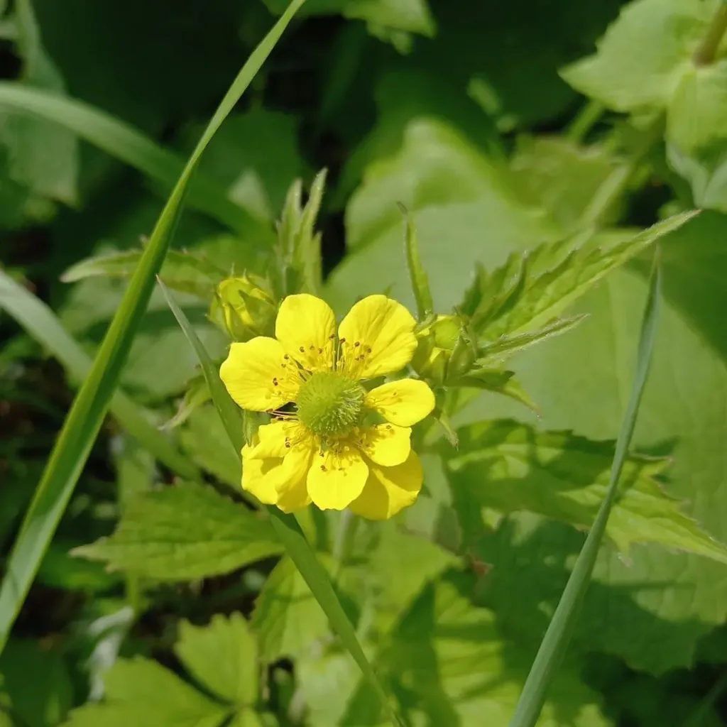 Geum Aleppicum