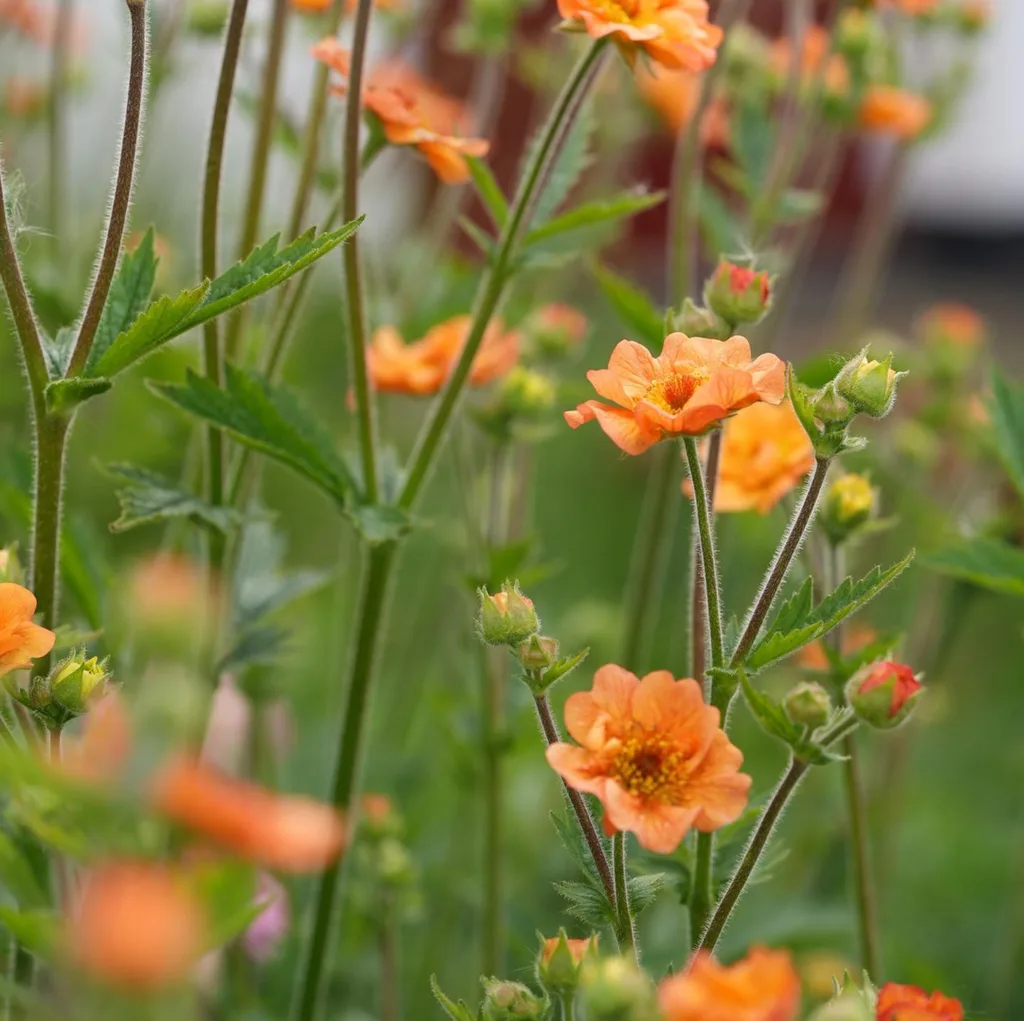 Geum Totally Tangerine