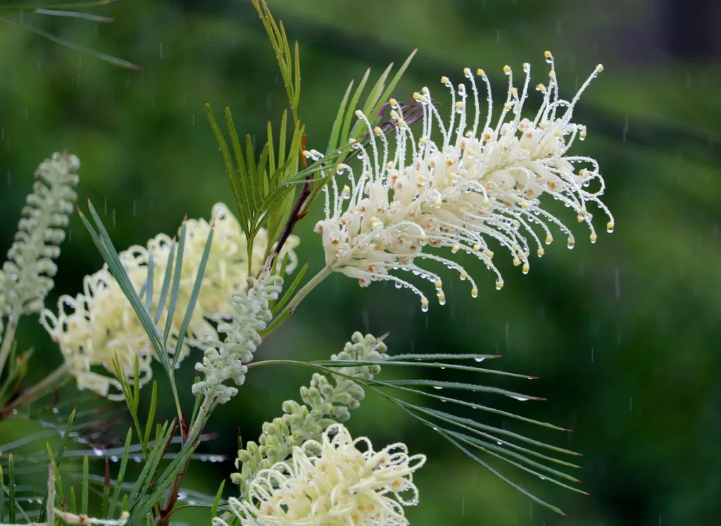 Grevillea Moonlight