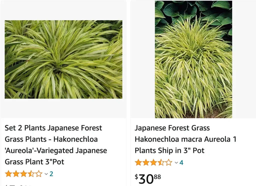 Hakonechloa Macra Aureola