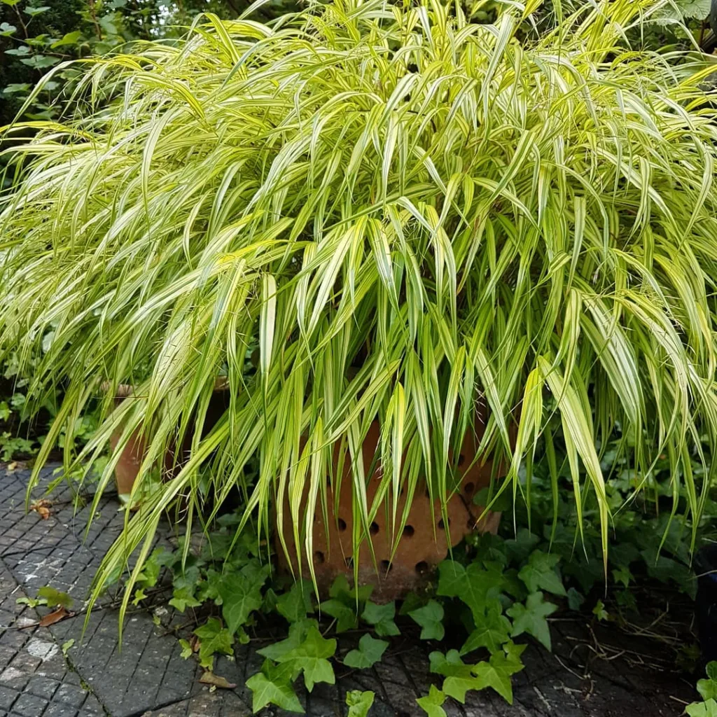 Hakonechloa Macra Aureola