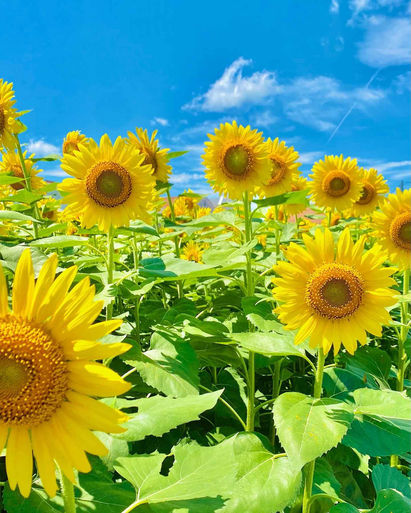 Helianthus Annuus