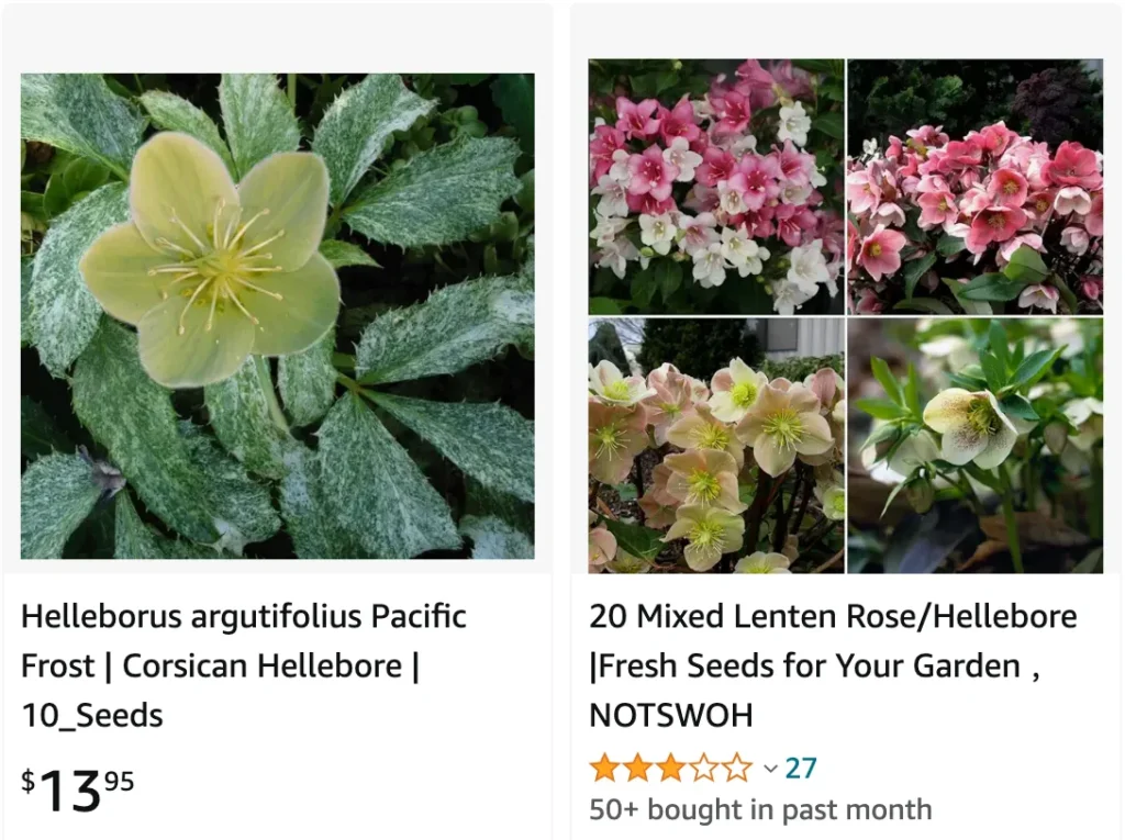 Helleborus Argutifolius | Monsteraholic