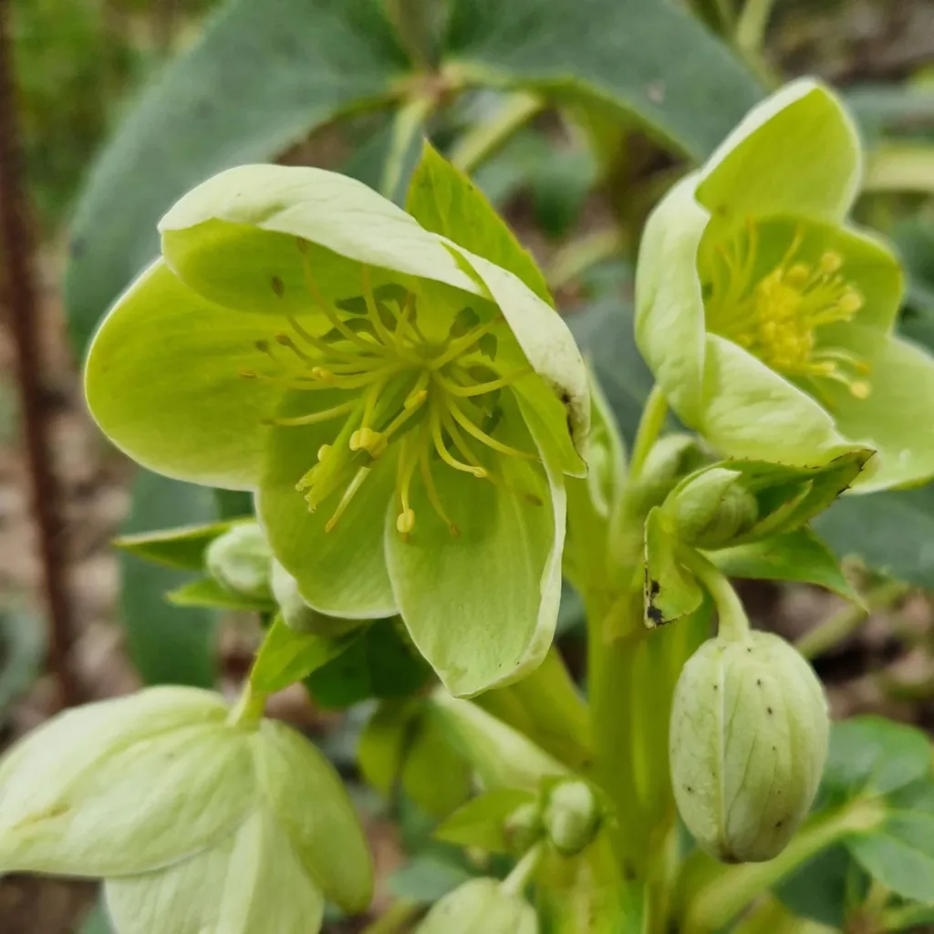 Helleborus Argutifolius