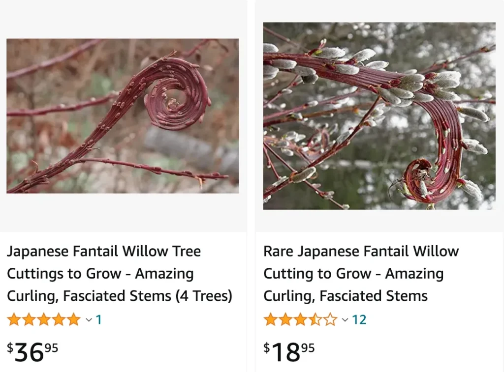 Japanese Fantail Willow | Monsteraholic