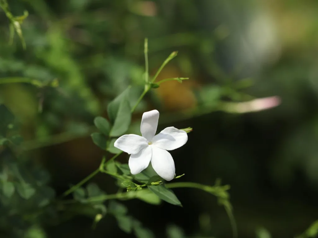 Jasminum Grandiflorum