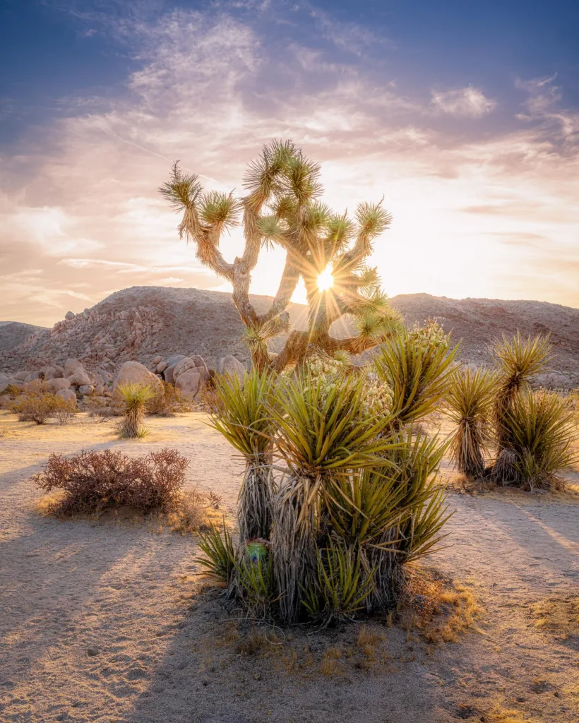 Joshua Tree