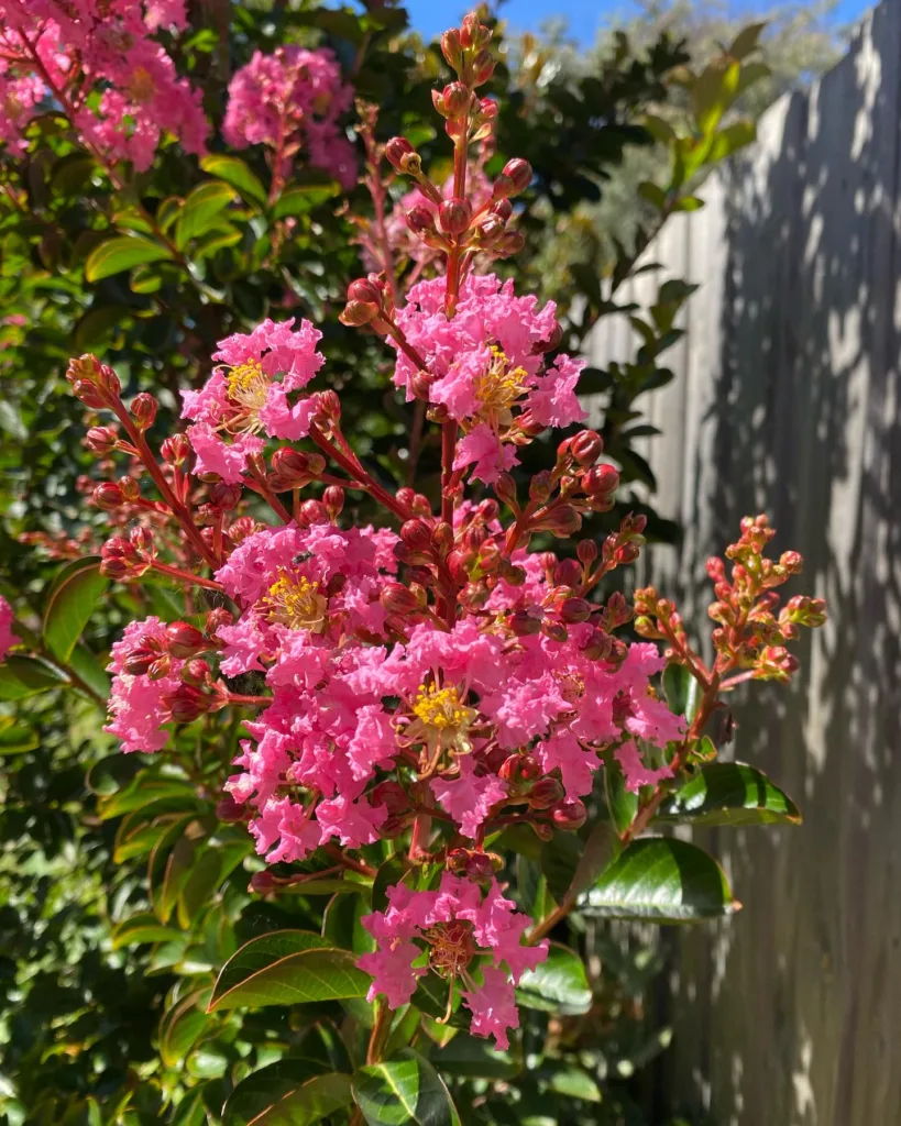 Lagerstroemia Indica