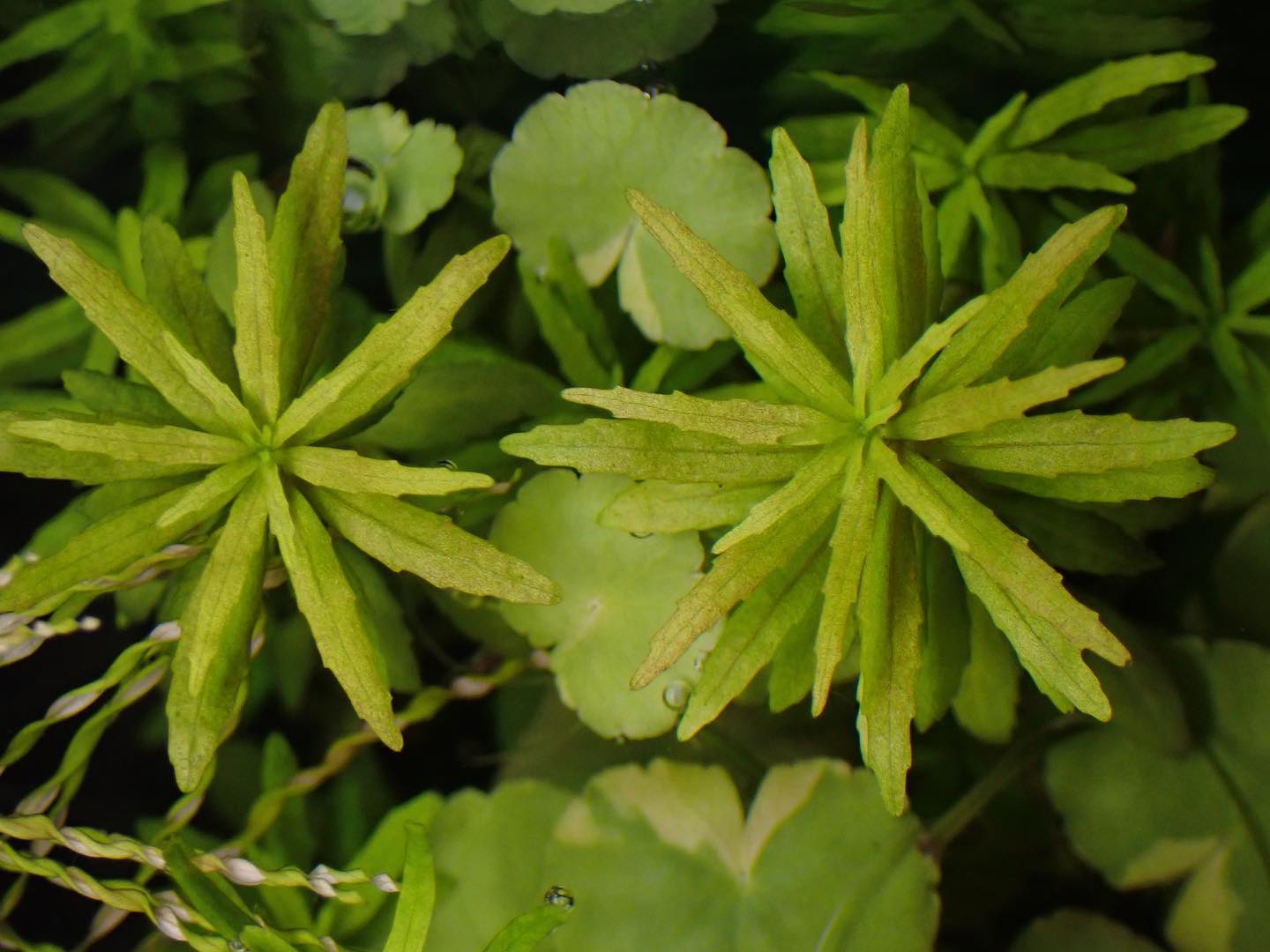 Limnophila Aromatica