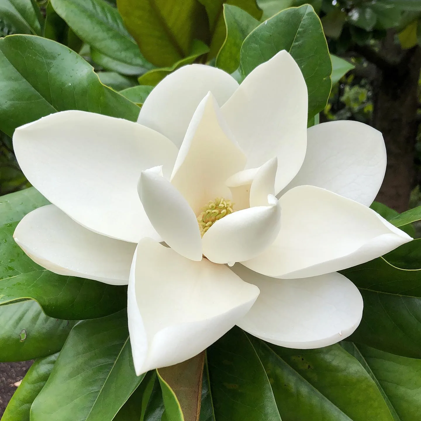 Plant FAQs Magnolia Grandiflora Southern Magnolia