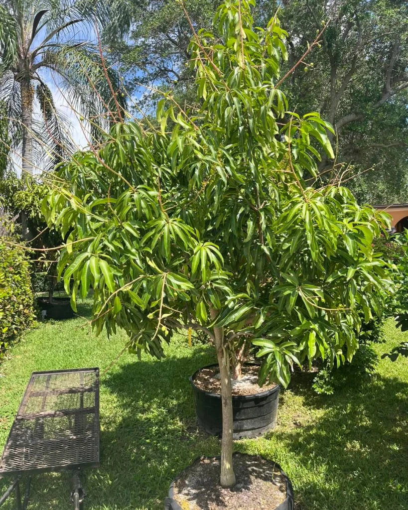 Mango Tree