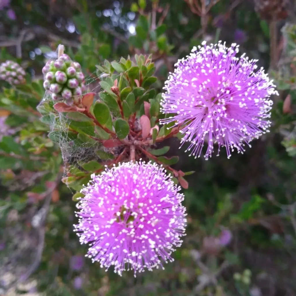 Melaleuca Nesophila