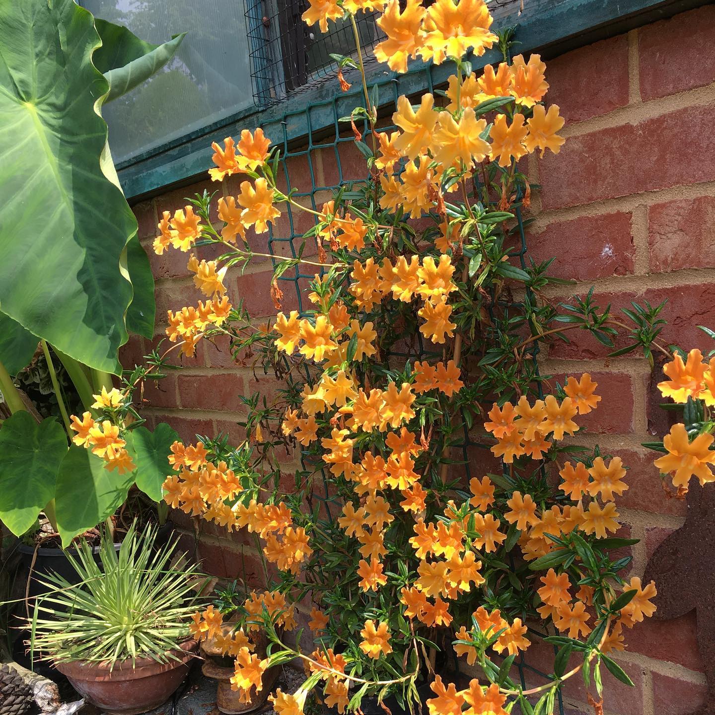 Mimulus Aurantiacus