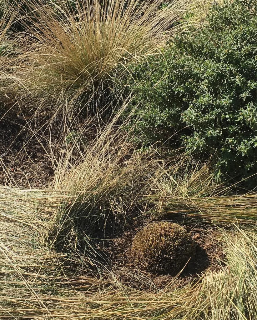 Muhlenbergia Dubia