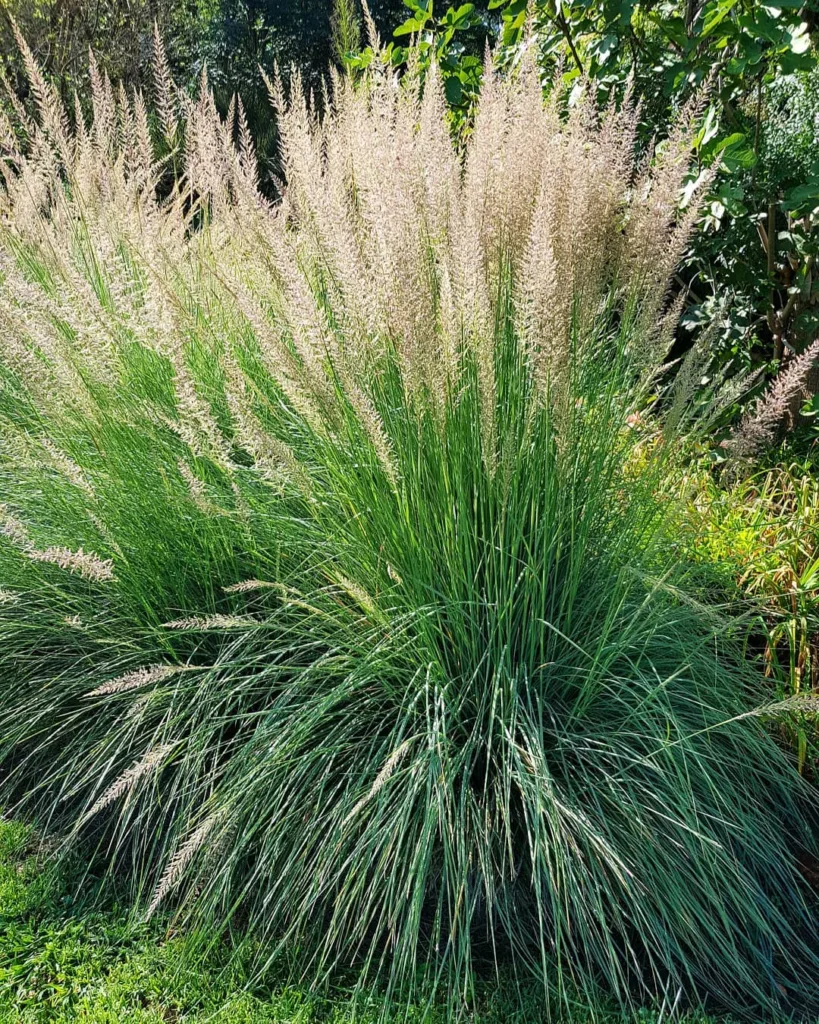 Muhlenbergia Lindheimeri