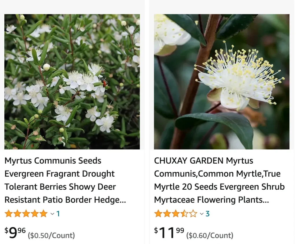 Myrtus Communis | Monsteraholic