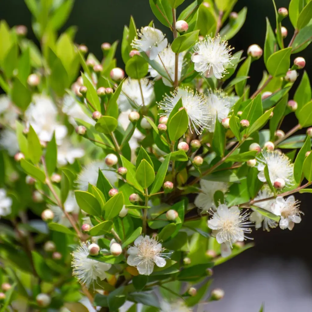 Myrtus Communis Compacta