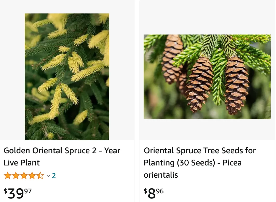 Oriental Spruce