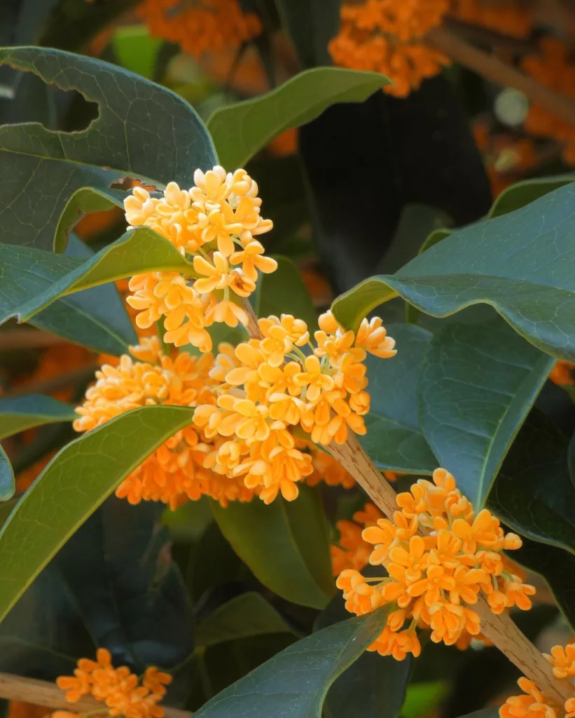 Osmanthus Fragrans var Aurantiacus