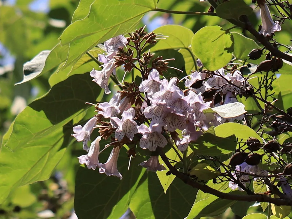 Paulownia Tomentosa