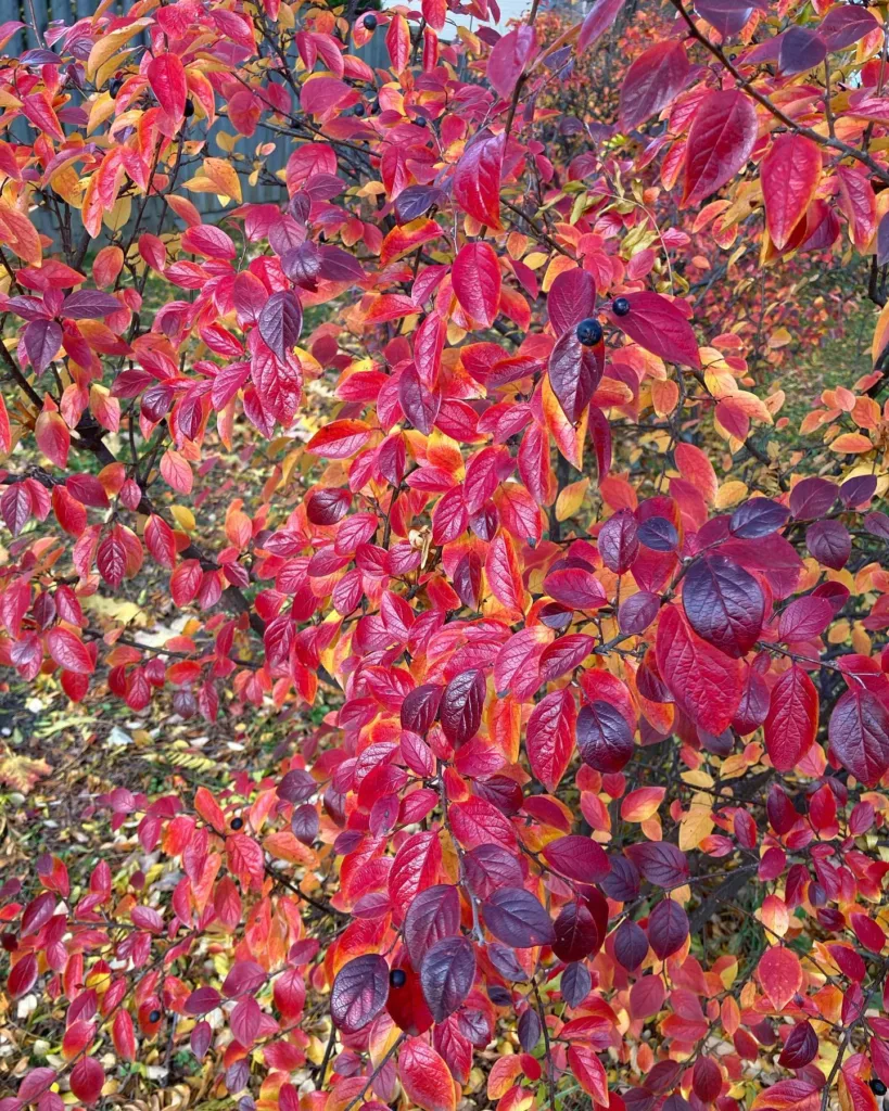 Peking Cotoneaster