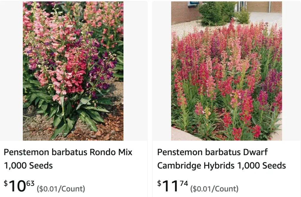 Penstemon Barbatus | Monsteraholic