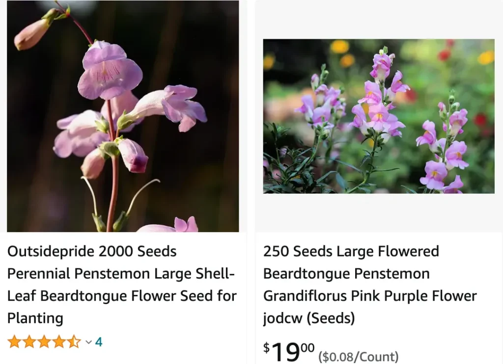 Penstemon Grandiflorus | Monsteraholic