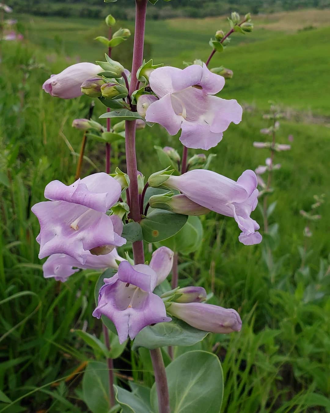 Plant FAQs: Penstemon Grandiflorus