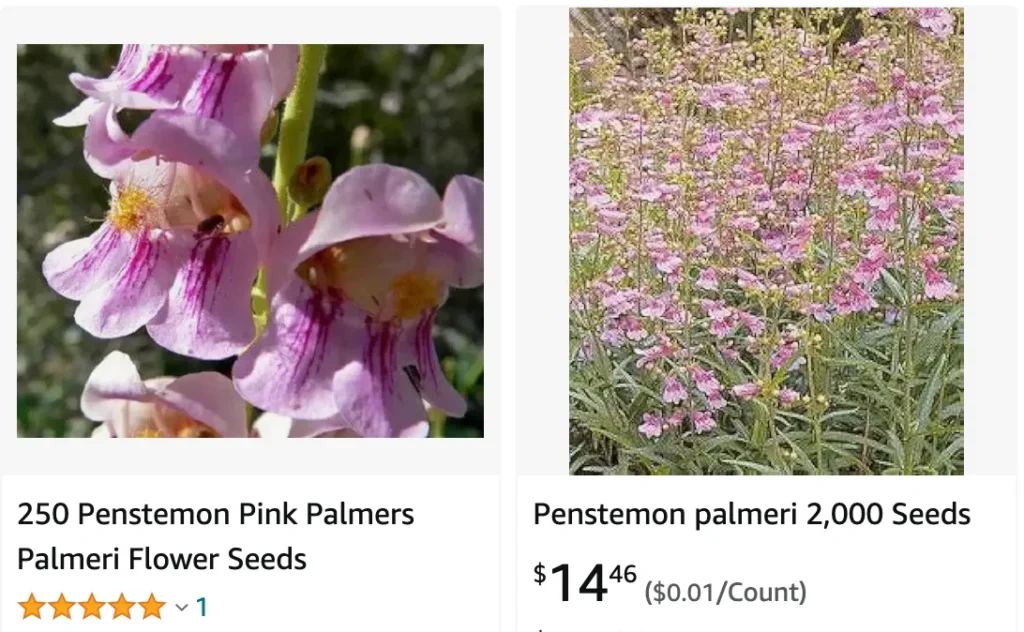 Penstemon Palmeri | Monsteraholic