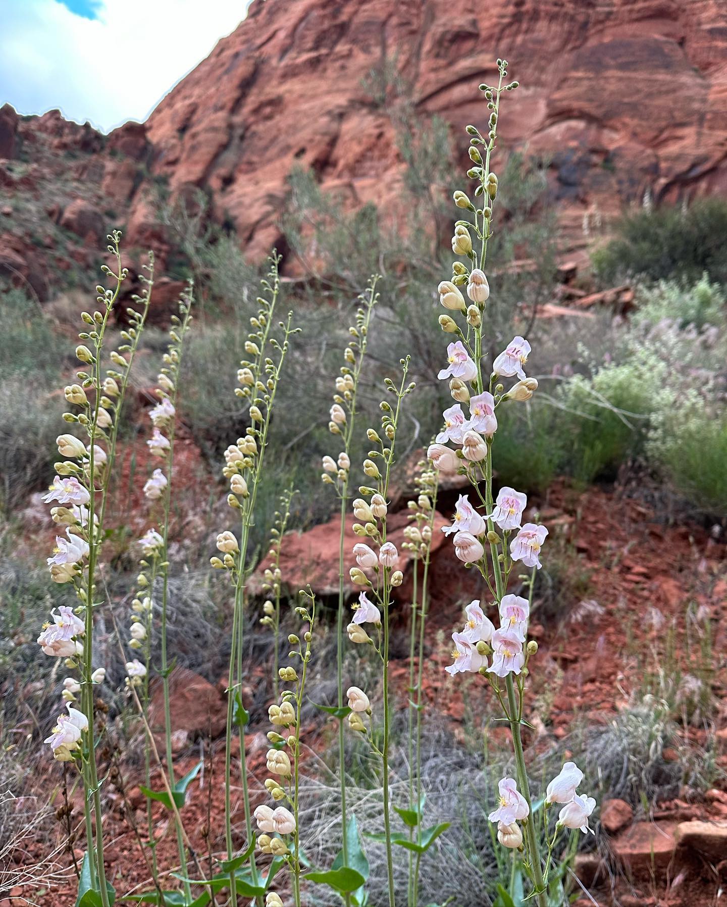 Penstemon Palmeri