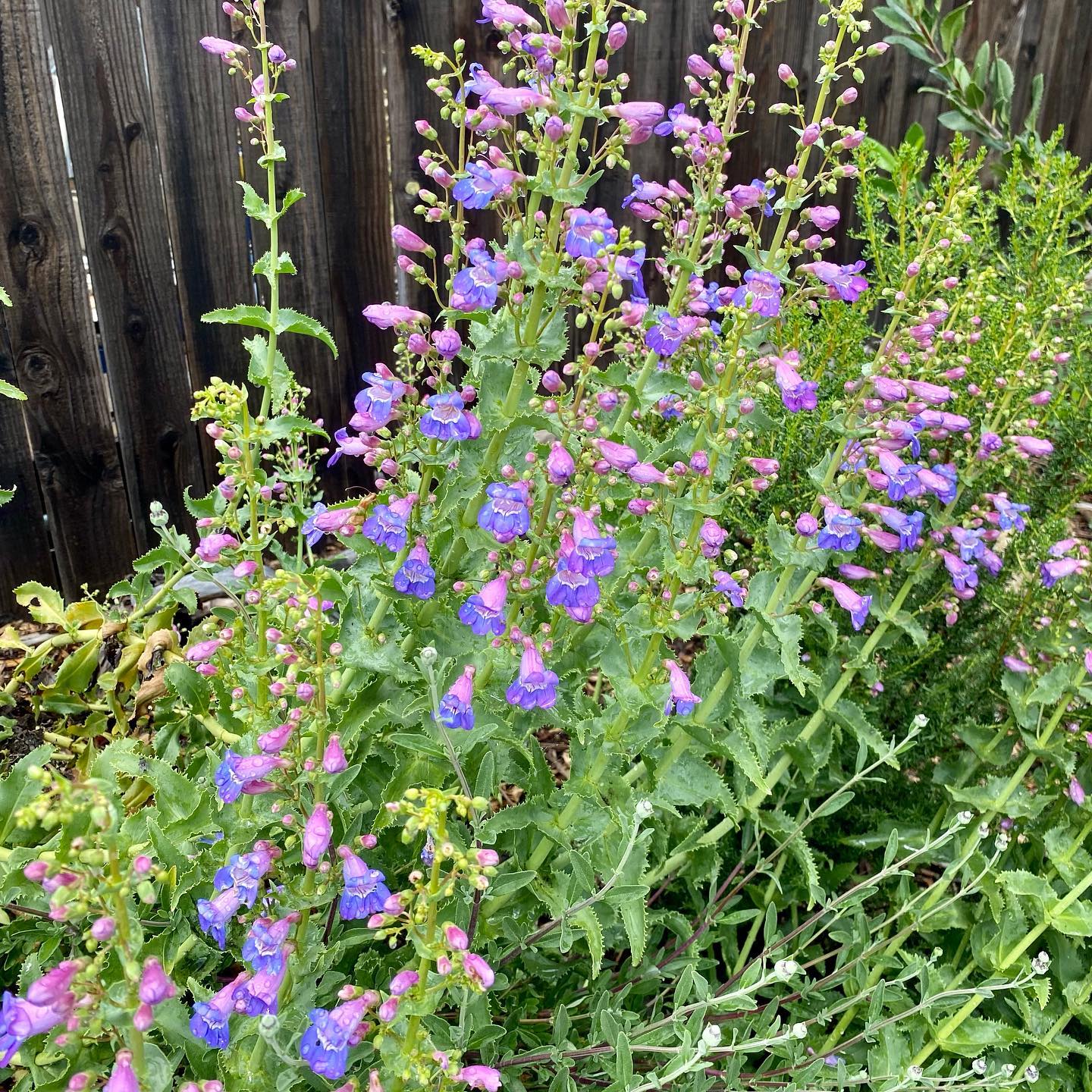 Penstemon Spectabilis