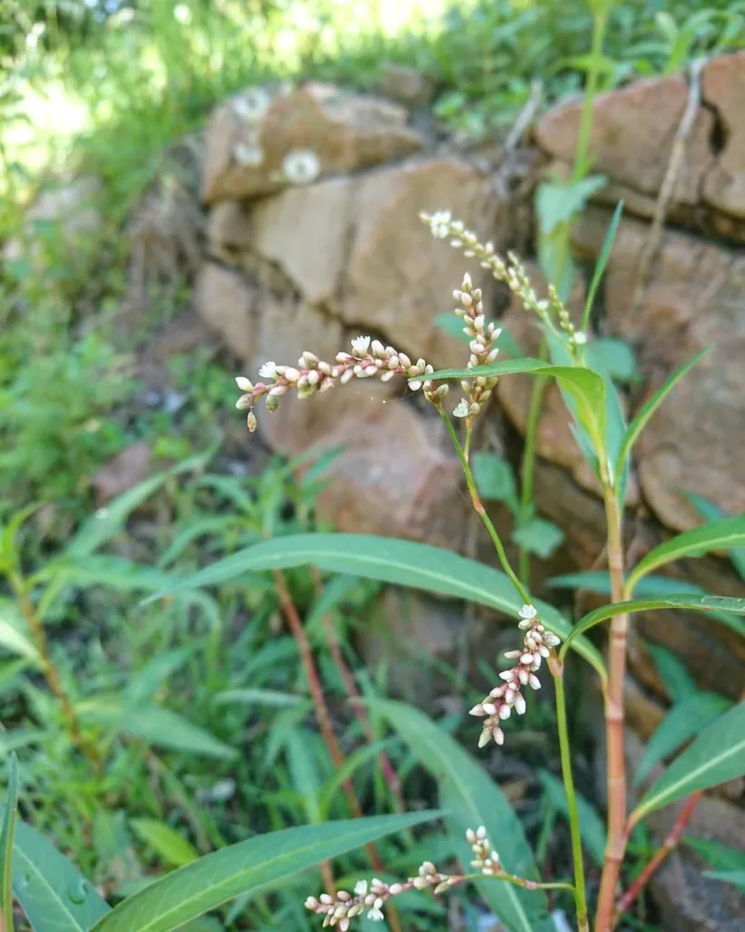 Persicaria Hydropiper