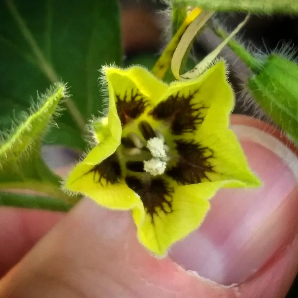 Physalis Virginiana