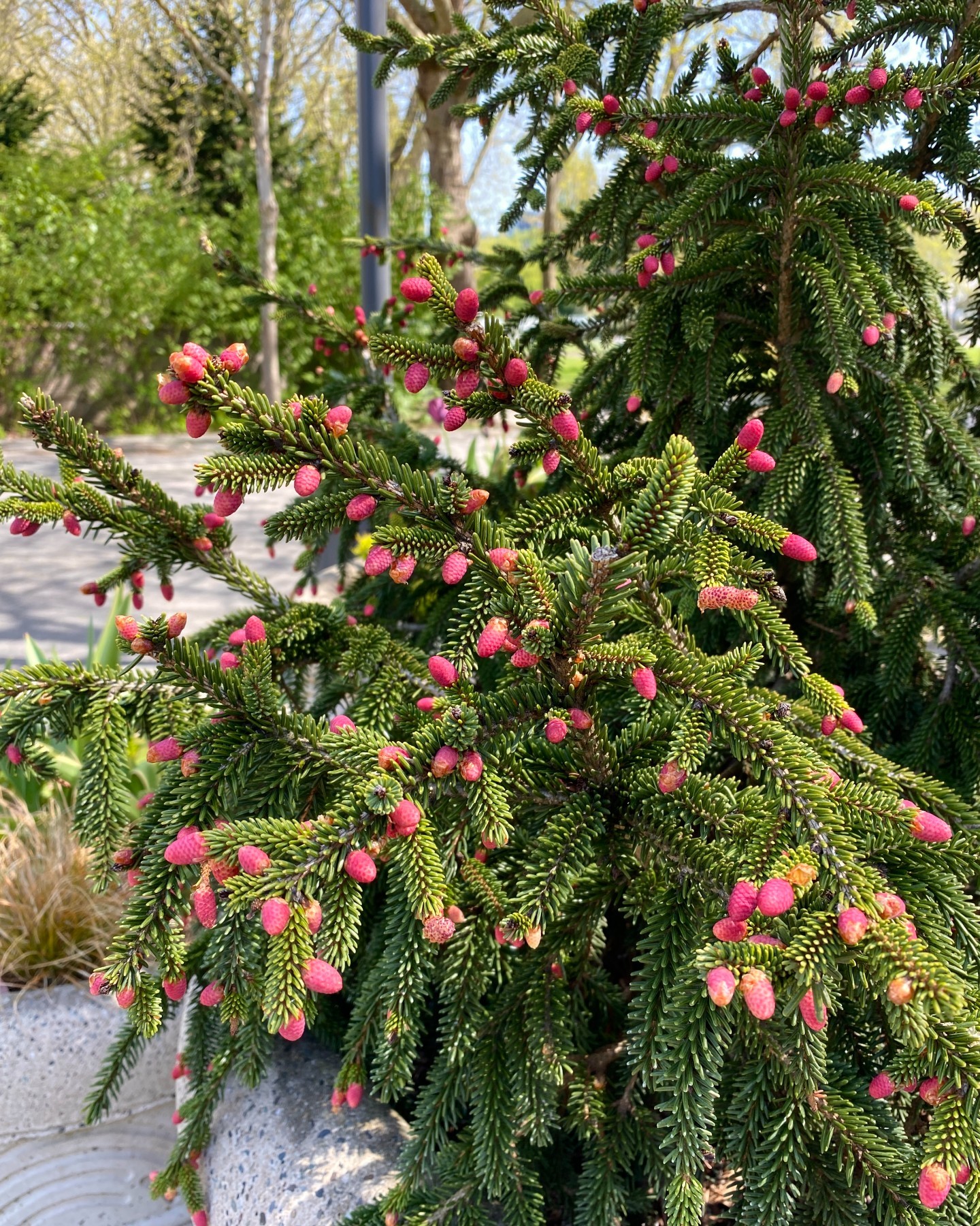 Picea Orientalis