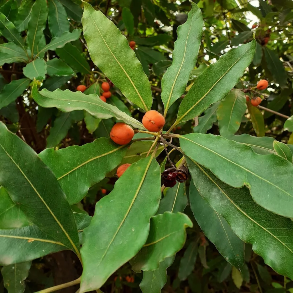 Pittosporum Undulatum