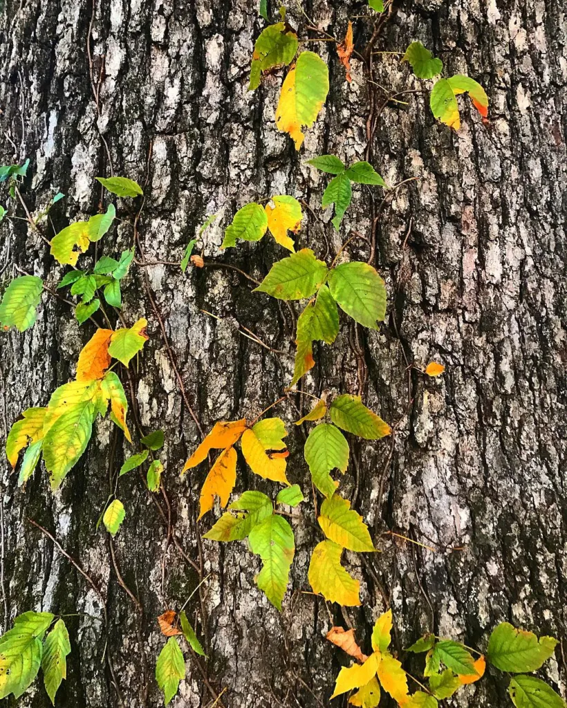 Poison Ivy