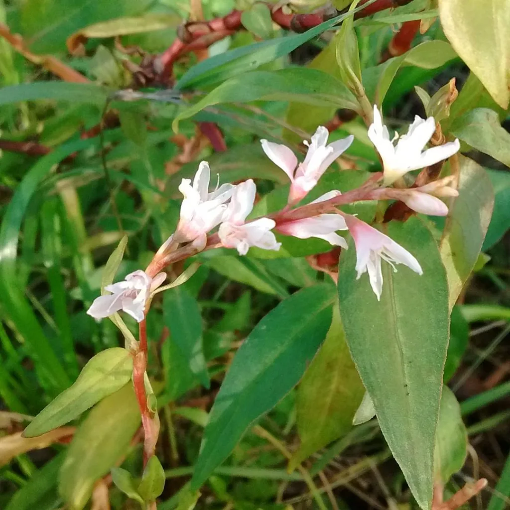 Polygonum Odoratum