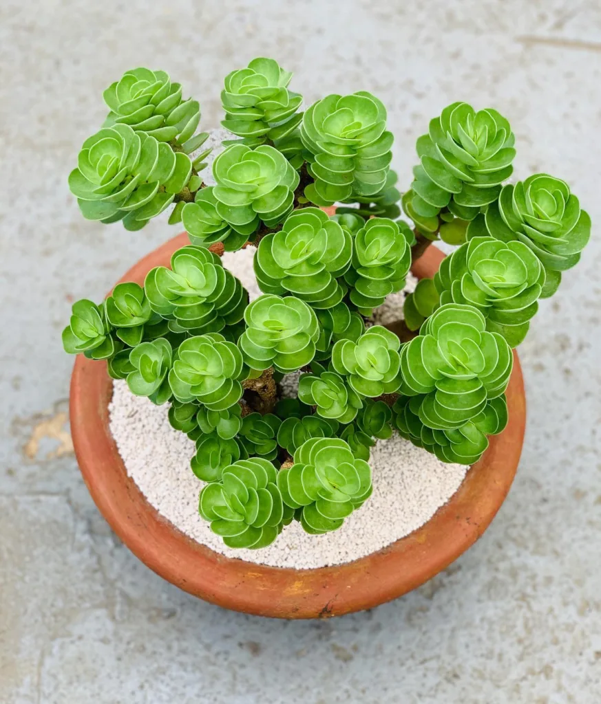 Portulaca Molokiniensis