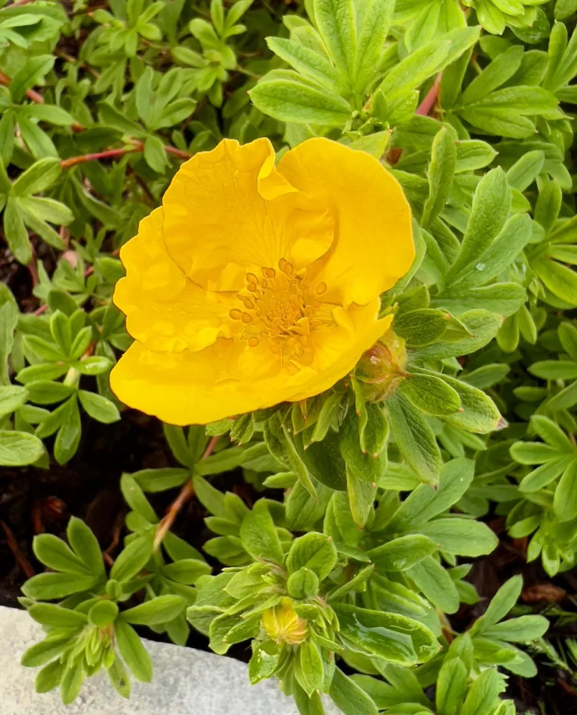 Potentilla Goldfinger