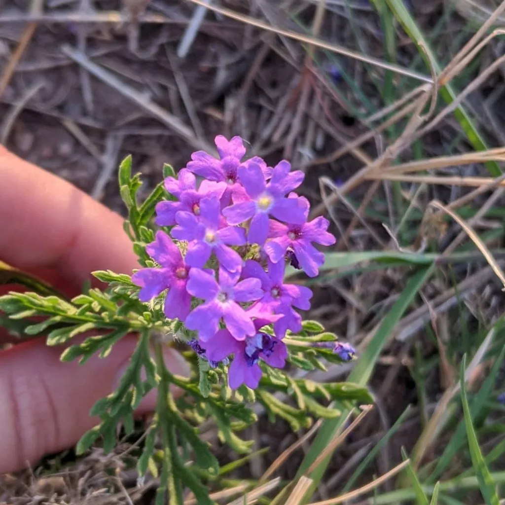 Prairie Verbena