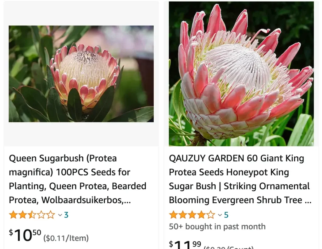 Protea Magnifica