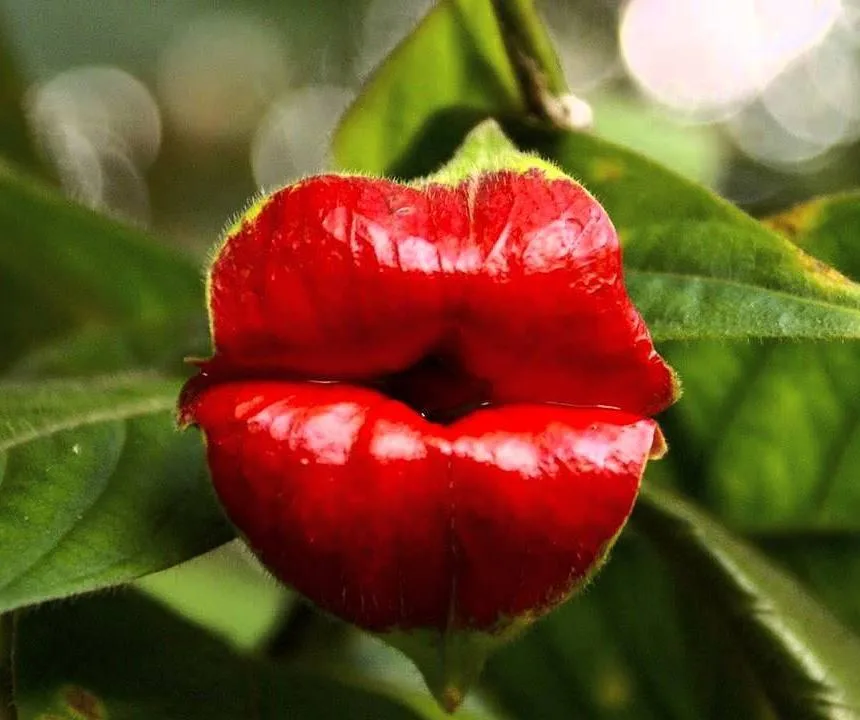 Psychotria Elata