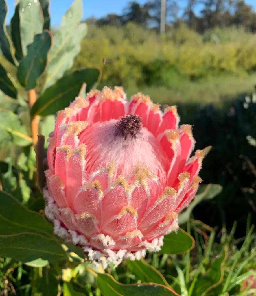 Queen Protea