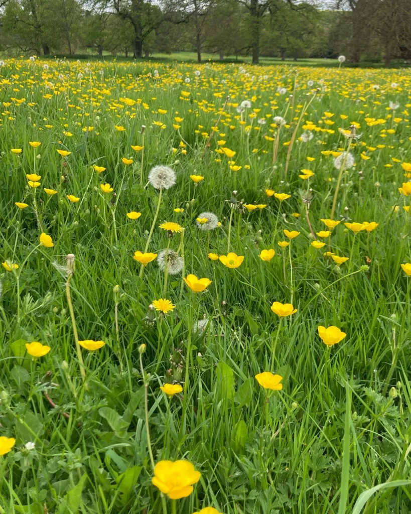 Ranunculus Acris